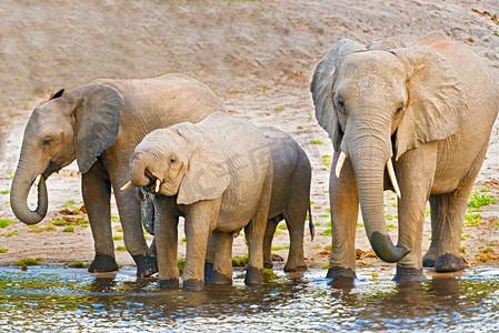 大象图腾摄影照片_大象在银行在博茨瓦纳的乔贝河