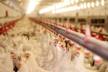 农场鸡摄影照片_家禽生产的养鸡场里