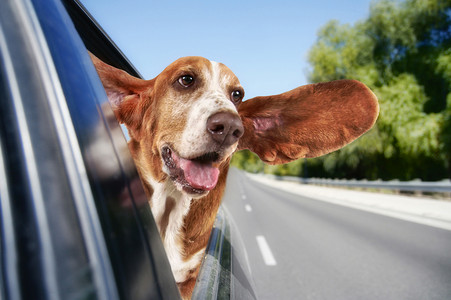 狗在睡觉摄影照片_坐在车的短腿猎犬