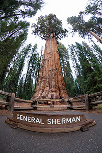 生态停车摄影照片_谢尔曼将军在红杉国家公园