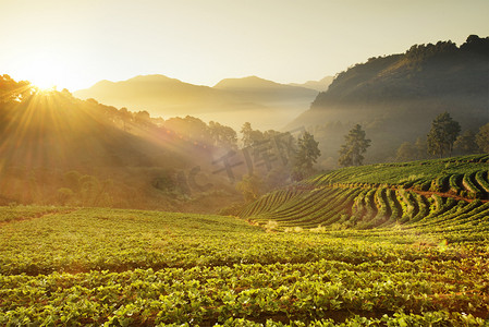 农村风景摄影照片_山谷茶园的日出风景