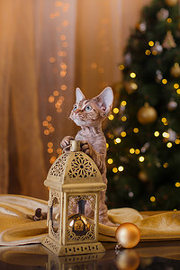 开心猫摄影照片_德文郡 Rex 猫，圣诞节和新年