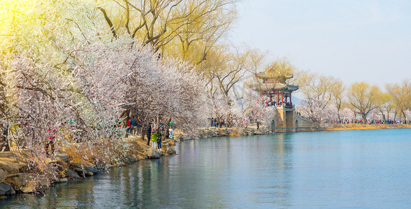 齐白石柳树摄影照片_初春北京颐和园景观