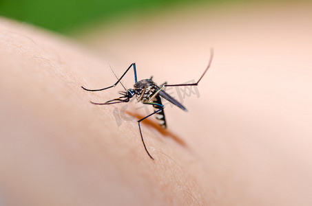 昆虫动图摄影照片_在自然中的蚊子