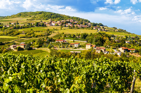 法国村和葡萄园