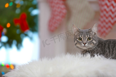 圣诞礼物背景摄影照片_猫躺在白色的格子