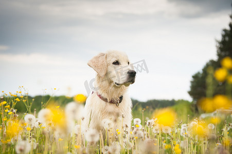 金毛摄影照片_金毛猎犬鲜花