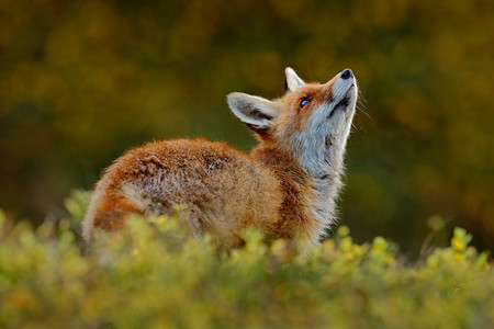 红色绒摄影照片_可爱的红狐狸