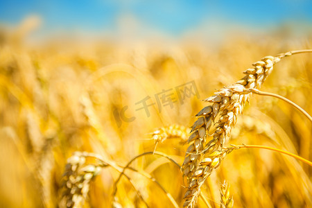 金黄色怀表摄影照片_粮食作物成熟金黄小麦