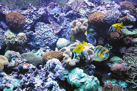 水族馆 → 大井海滨与海底生活