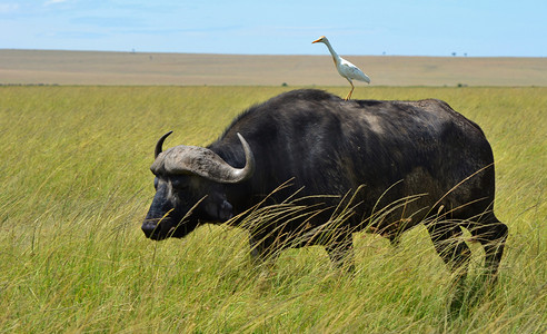 水牛摄影照片_非洲水牛和白鹭