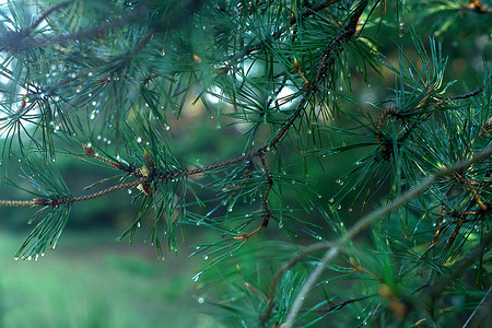 树背景绿色摄影照片_雨后的潮湿森林。露珠中的云杉分枝