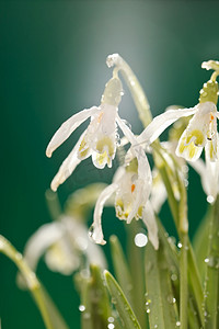 雪花莲的花