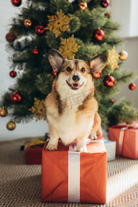 柯基犬摄影照片_滑稽的威尔士科吉狗坐在红色礼物箱子在圣诞树之下 