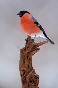 在红雪摄影照片_红腹灰雀落在树枝上