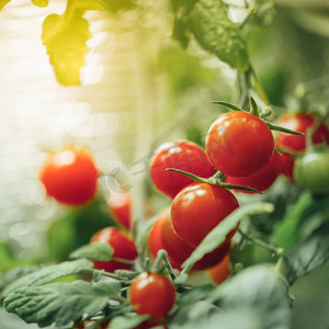 成熟的樱桃西红柿布什与人工生长灯光