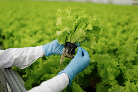 绿色农业科技摄影照片_质量控制。年轻的女科学家 stselects 新品种的优化供食用的绿色沙拉。把重点放在手上