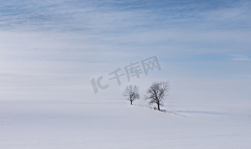 两个孤独的树，在雪地上