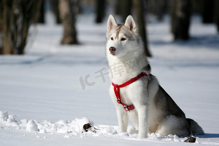 西伯利亚雪橇犬在冬天的肖像