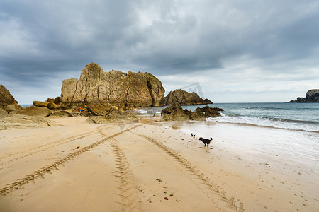 田园观的轮迹阿尔海滩上沙子和狗玩 