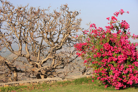 季风宫花园，乌代布尔，印度