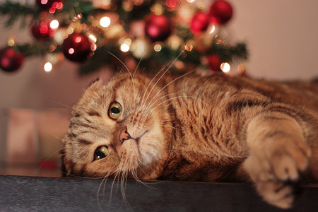 猫咪洗护摄影照片_可爱的静息圣诞猫咪