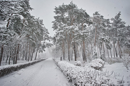 森林摄影照片_冬天，森林，雪。覆盖着白雪的松树林，雪地里的树木，美丽的冬季风景，大自然