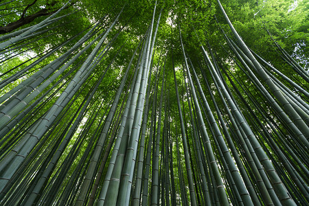 日本竹林