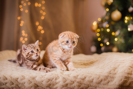 小猫咪小动物摄影照片_英国小猫，圣诞节和新年