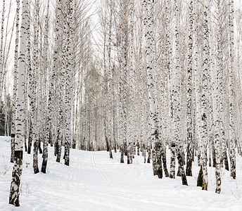 沉默摄影照片_滑雪运行在冬天白桦林