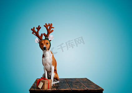 打假日摄影照片_狗打扮成圣诞鹿带着礼物