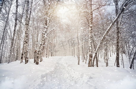 冬季季节摄影照片_冬季伯奇伍德