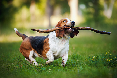 狗爪子摄影照片_运行与棍子的有趣的狗短腿猎犬