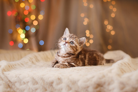 桑塔摄影照片_英国小猫，圣诞节和新年
