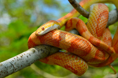 python函数摄影照片_Amel 马特里玉米蛇缠在一根树枝