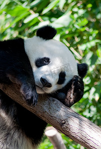 动物园熊猫摄影照片_睡熊猫