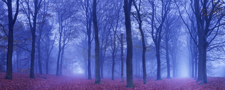 风景摄影照片_在黑暗有雾的森林荷兰的两条路径