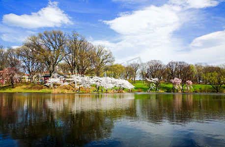 樱花湖面摄影照片_樱花节在新泽西