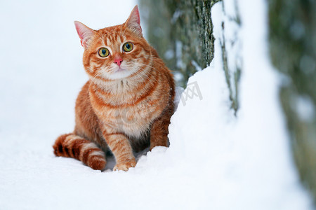 姜色摄影照片_红猫在洁白的雪地