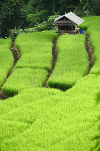 små lådor 1在清迈绿色梯田的稻田