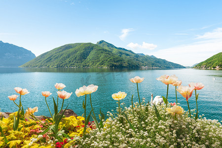 天空湖摄影照片_与天鹅、 卢加诺、 瑞士湖附近的花