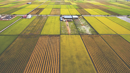 空中照片从飞行无人机的农场建筑在农村附近的绿色领域与播种的土地与谷物.