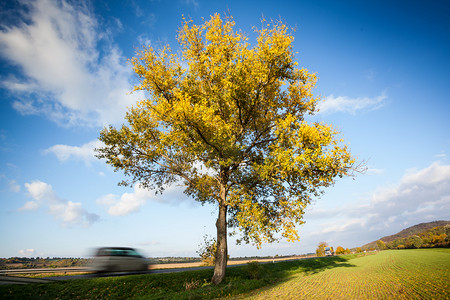 公路春天摄影照片_一棵大树与公路