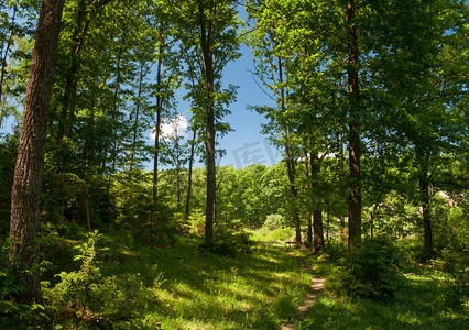 森林摄影照片_森林步道