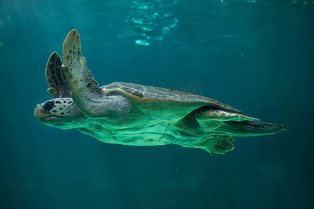 海红海龟