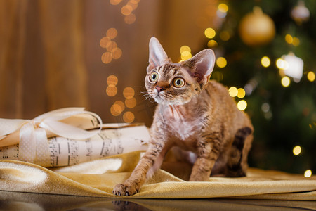 新年摄影照片_德文郡 Rex 猫，圣诞节和新年