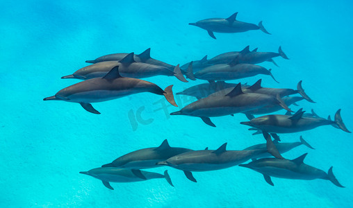 水务集团摄影照片_上面的飞旋海豚现场