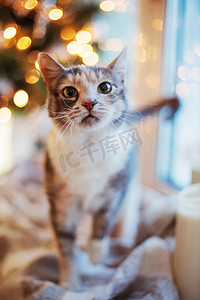 高兴极了摄影照片_近圣诞树灯和玩具猫