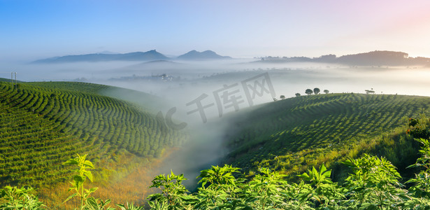 天空摄影照片_云南普洱茶叶种植园