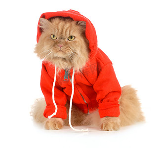 猫咪穿外套